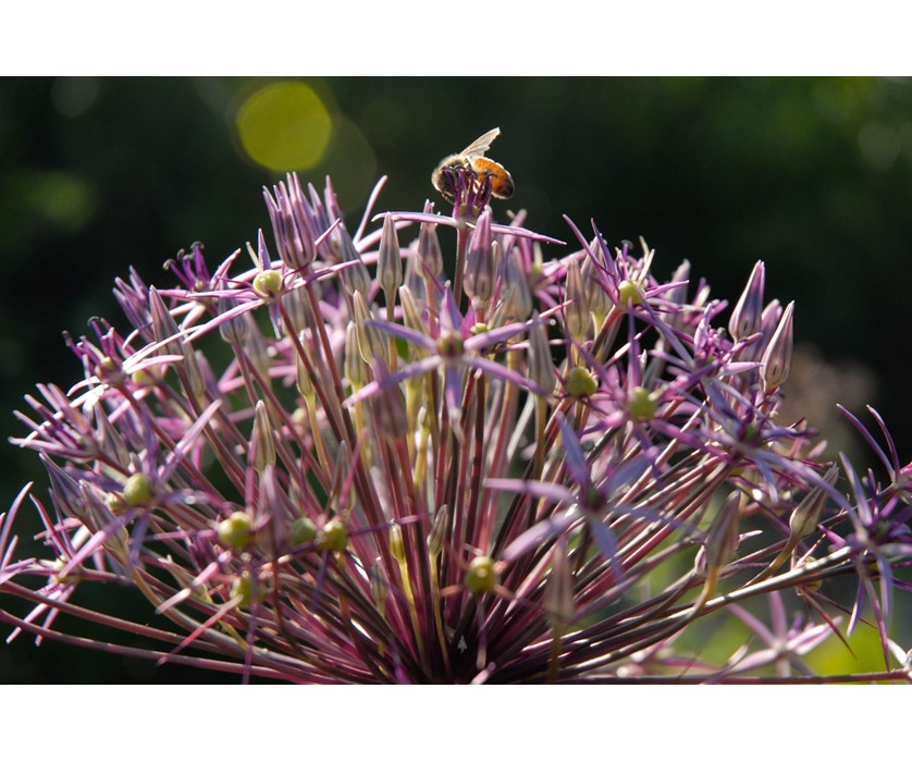 Persian Star Allium